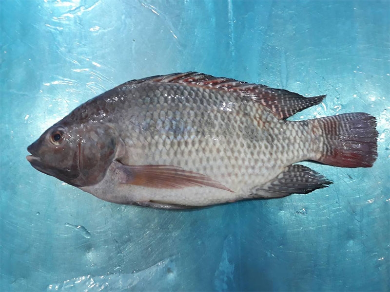 Cá rô phi nguyên con, cấp đông 