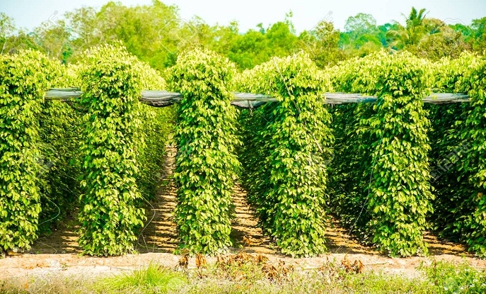 2020 SẼ LÀ NĂM RẤT NHIỀU SẢN PHẨM CỦA VIỆT NAM TIẾN VÀO CHÂU ÂU