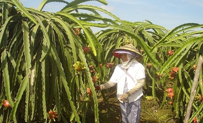 CƠ HỘI ĐẨY MẠNH XUẤT KHẨU RAU QUẢ SANG EU