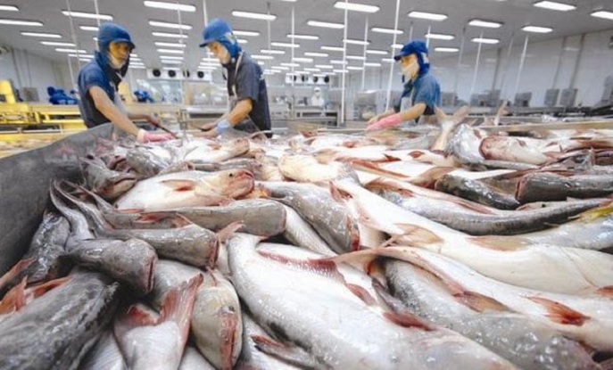 XUẤT KHẨU CÁ TRA ĐANG ĐÓN NHẬN TÍN HIỆU TỐT TỪ MỘT SỐ THỊ TRƯỜNG LỚN
