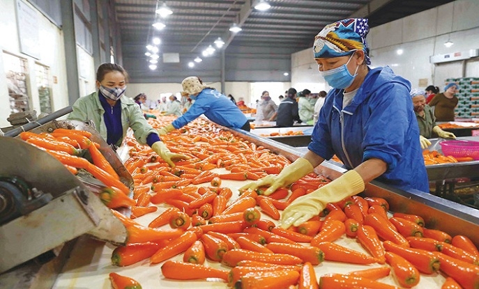 CÔNG NGHIỆP CHẾ BIẾN: KHÂU THEN CHỐT ĐỂ NÂNG GIÁ TRỊ NÔNG SẢN