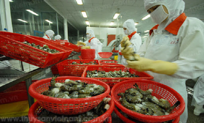 THE NUMBER OF SEAFOOD EXPORTERS TO THE EU INCREASED SHARPLY WITH EVFTA