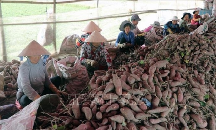 DONG THAP PRODUCES SWEET POTATOES THAT MEET EXPORT STANDARDS