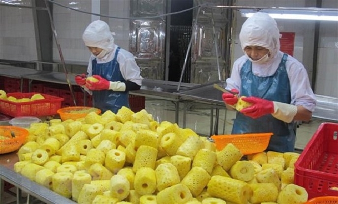 HỢP TÁC VỚI DOANH NGHIỆP CHẾ BIẾN: ĐIỂM TỰA TIÊU THỤ NÔNG SẢN BỀN VỮNG