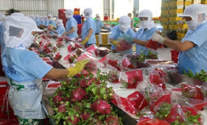 NHỮNG TÍN HIỆU TÍCH CỰC TỪ THỊ TRƯỜNG XUẤT KHẨU RAU QUẢ